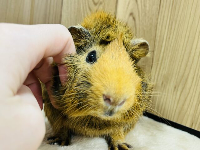 アビシニアンモルモット