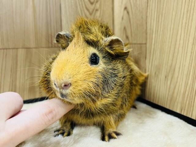 アビシニアンモルモット