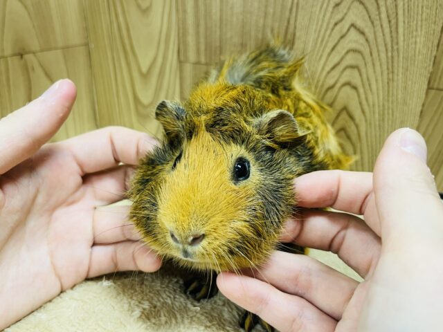 アビシニアンモルモット