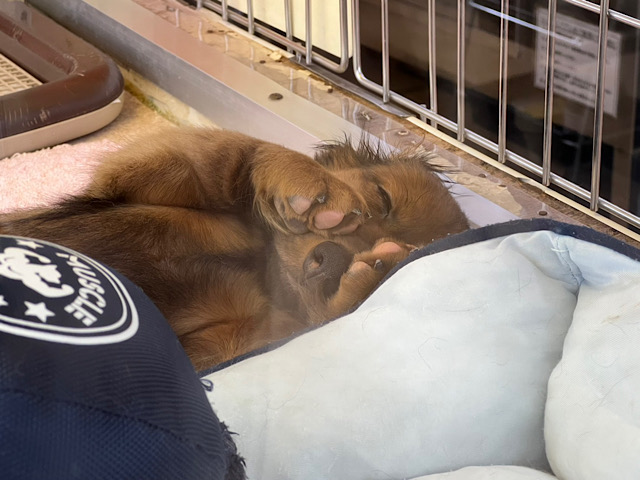 スタンダードダックス