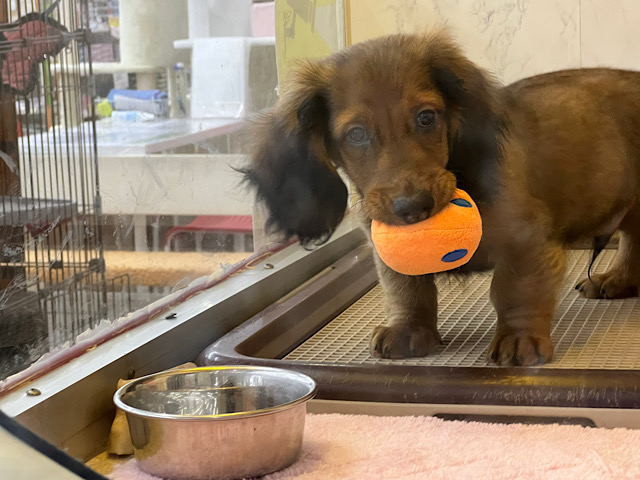 スタンダードダックス