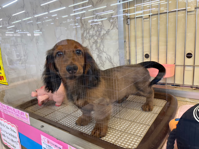 スタンダードダックス