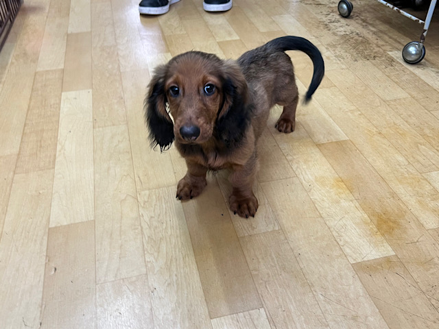 スタンダードダックス