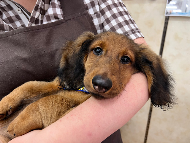 スタンダードダックス