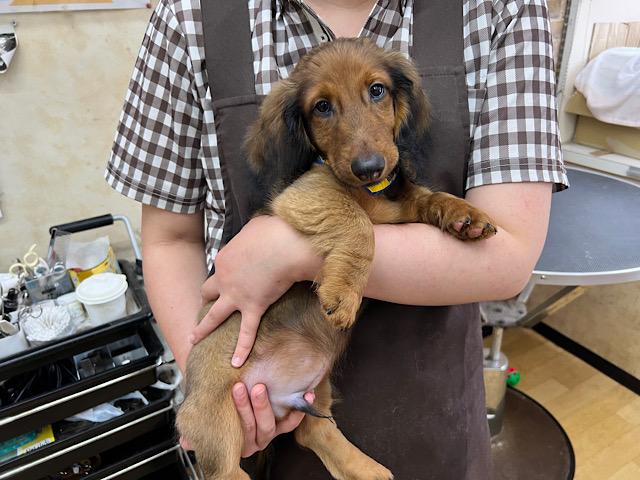 スタンダードダックス