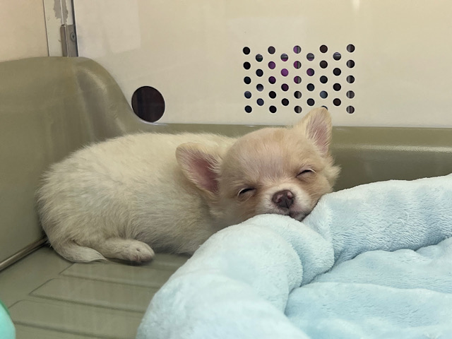 ポメチー（ポメチワ）