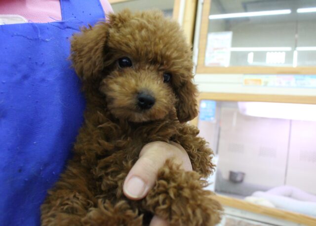 トイプードル