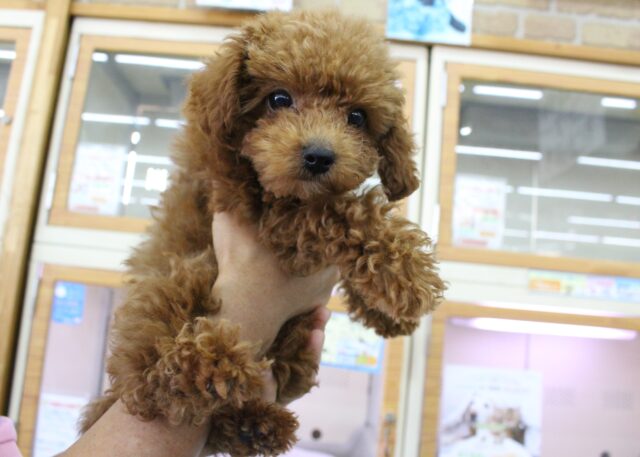からあげカラーでGO☆トイプードル・男の子! トイプードル