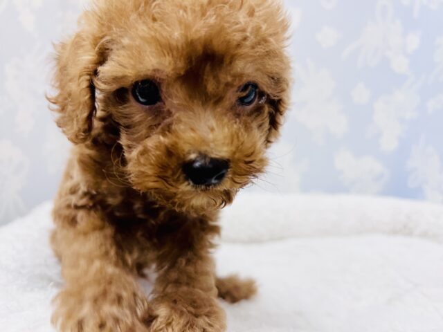 トイプードル