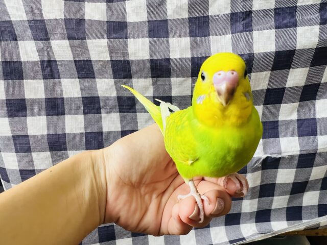 セキセイインコ