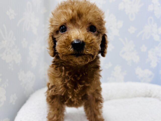 トイプードル