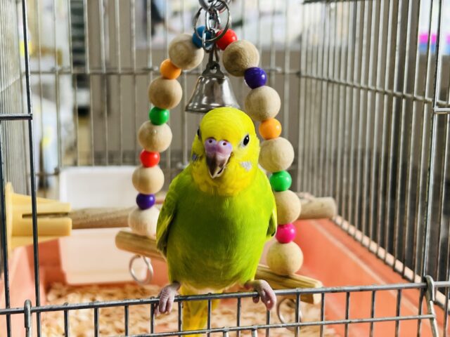セキセイインコ