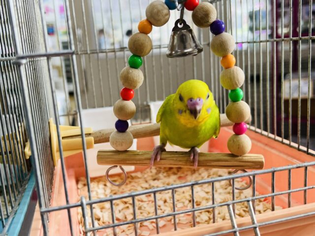 セキセイインコ