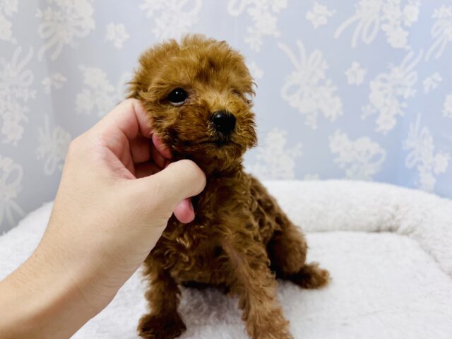 トイプードル