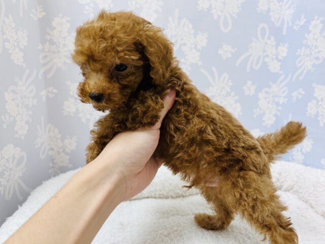 トイプードル