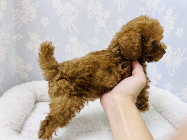 トイプードル