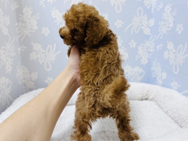 トイプードル