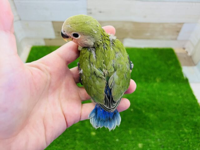 コザクラインコ（小桜インコ）