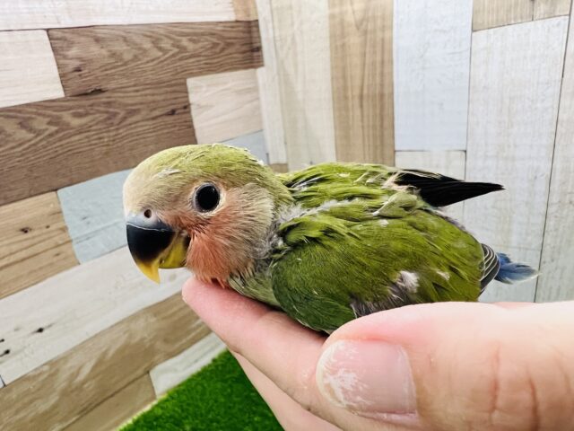 コザクラインコ（小桜インコ）