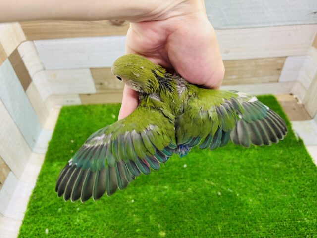 コザクラインコ（小桜インコ）