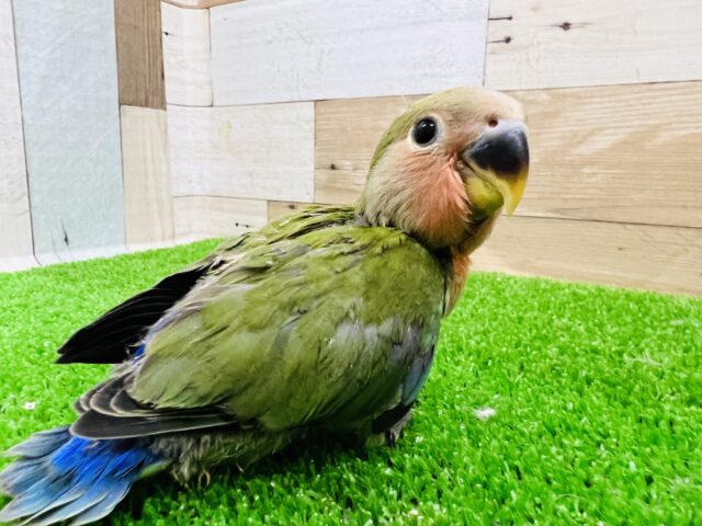 コザクラインコ（小桜インコ）