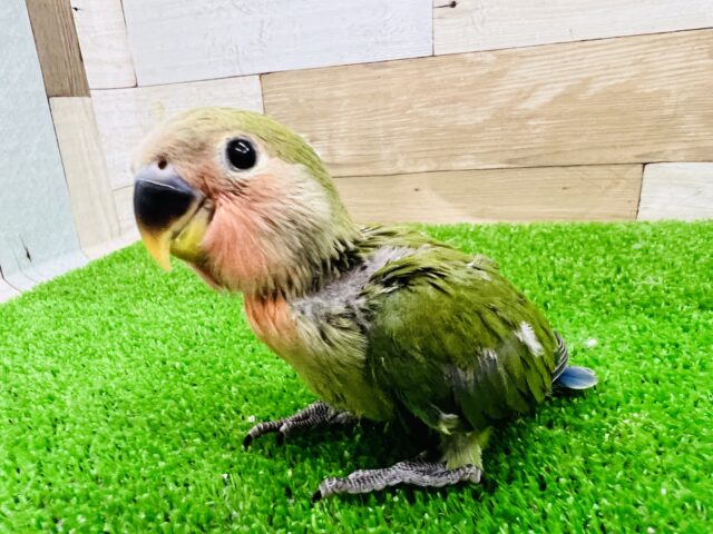 コザクラインコ（小桜インコ）