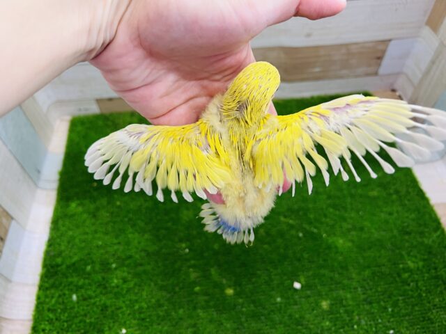 コザクラインコ（小桜インコ）