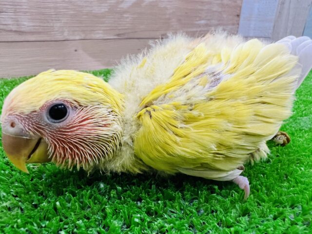 コザクラインコ（小桜インコ）