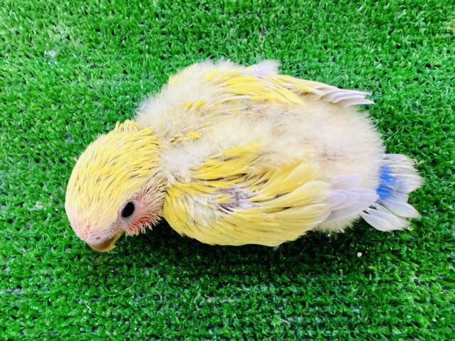 コザクラインコ（小桜インコ）