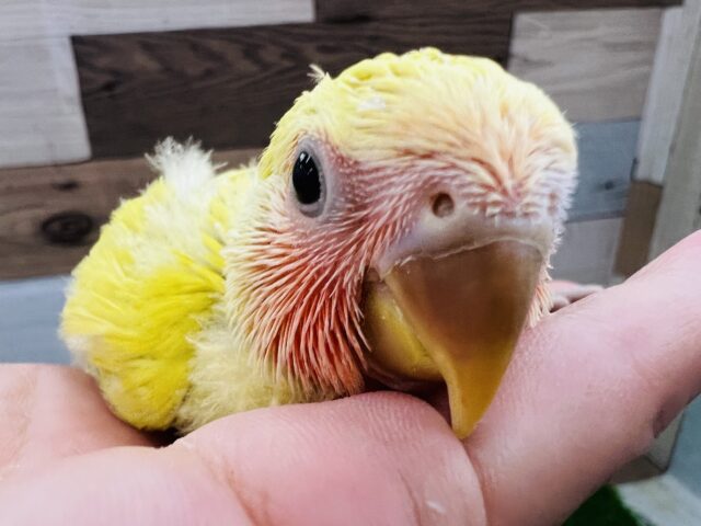 コザクラインコ（小桜インコ）