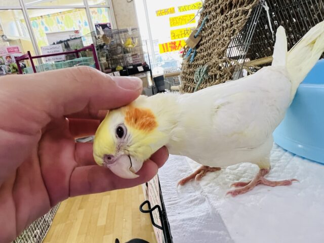 オカメインコ