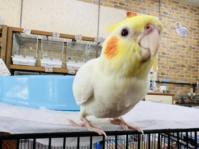 オカメインコ