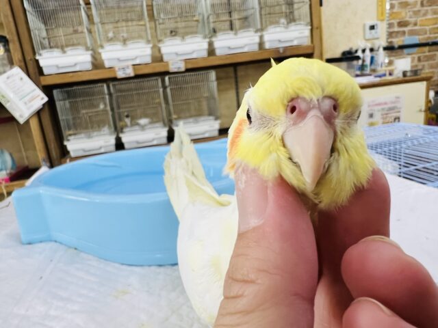 オカメインコ