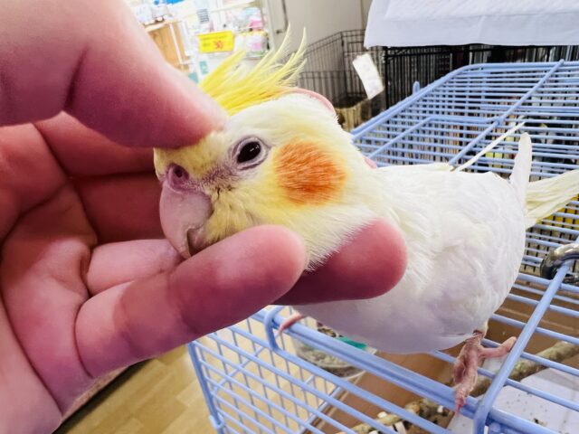 オカメインコ