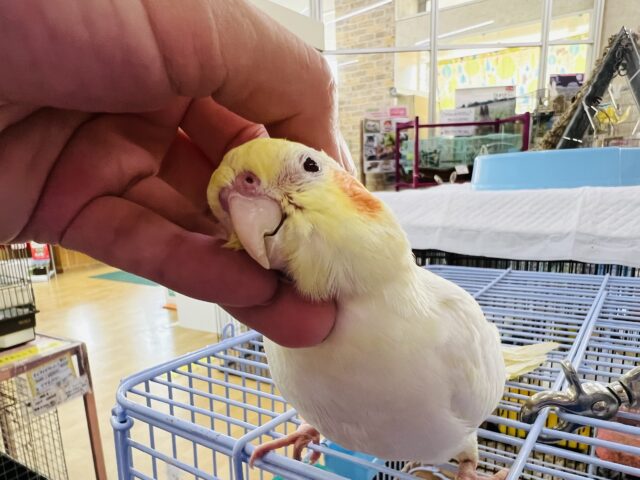 オカメインコ