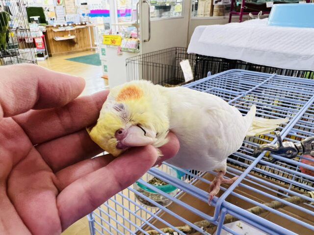 オカメインコ