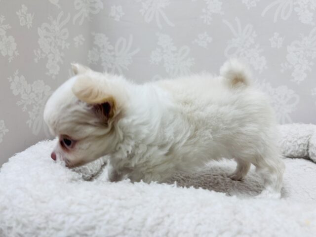 激カワ天使👼チワワの女の子! チワワ