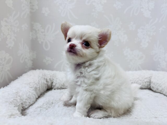 激カワ天使👼チワワの女の子! チワワ