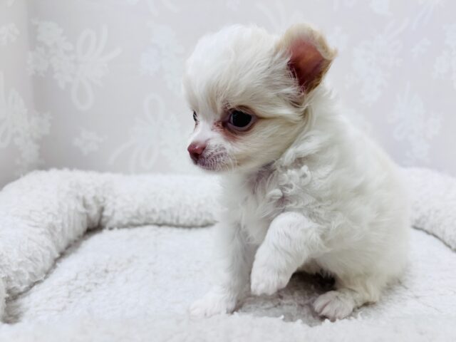 激カワ天使👼チワワの女の子! チワワ