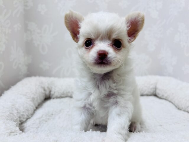 激カワ天使👼チワワの女の子! チワワ