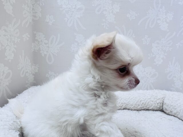 激カワ天使👼チワワの女の子! チワワ