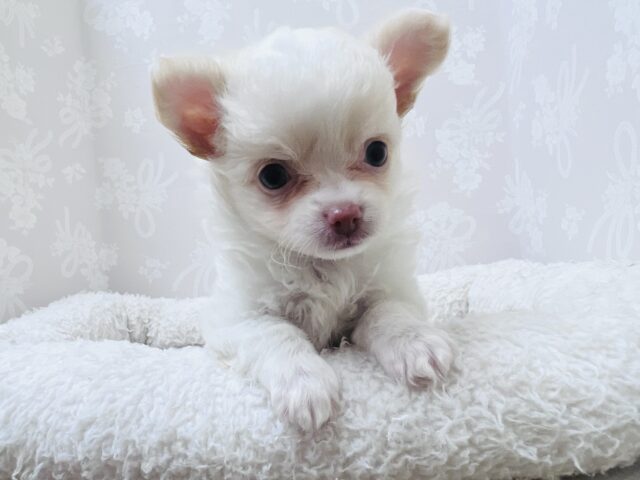 激カワ天使👼チワワの女の子! チワワ