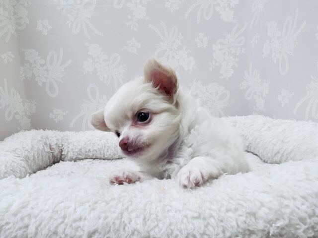 激カワ天使👼チワワの女の子! チワワ