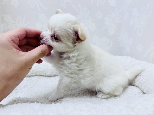 激カワ天使👼チワワの女の子! チワワ