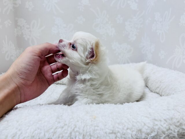 激カワ天使👼チワワの女の子! チワワ