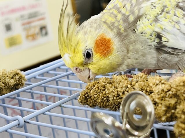 オカメインコ