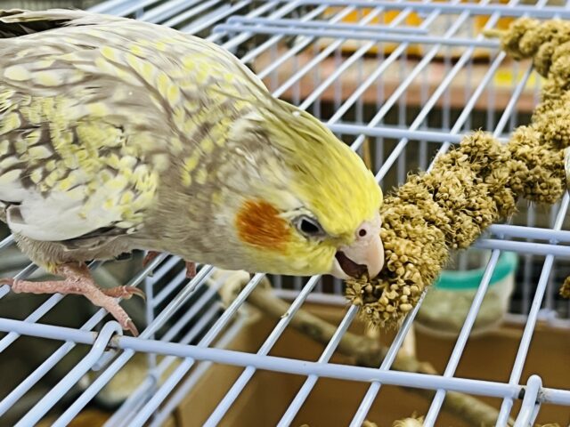 オカメインコ