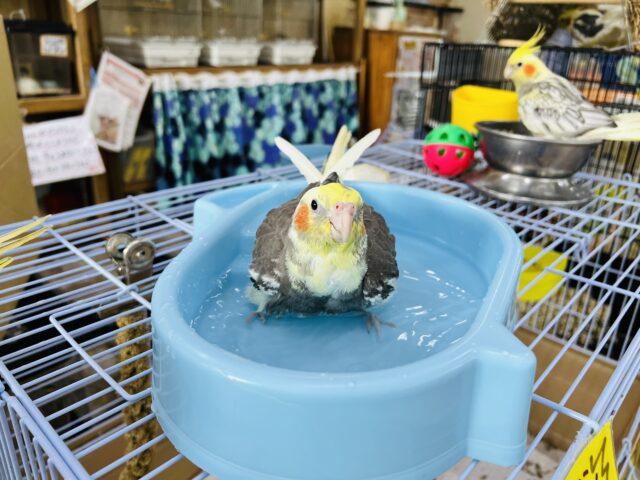 オカメインコ