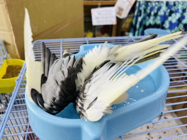 オカメインコ