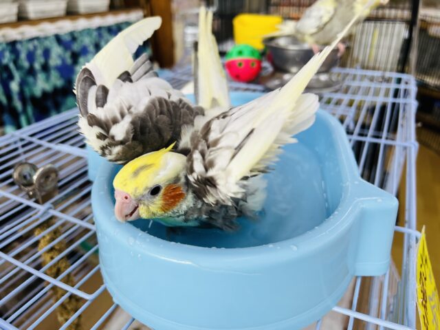 オカメインコ